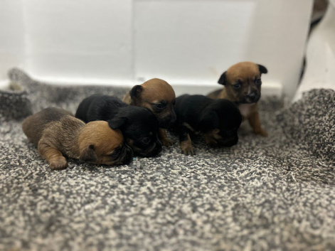 Jack Russell pups