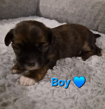 Beautiful shorkie puppies (Shih-tzu x Yorkshire terrier)- family raised