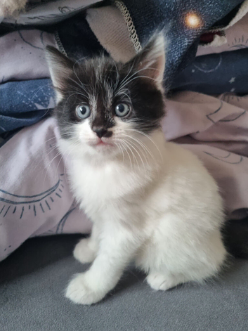 Persian cross ragdoll