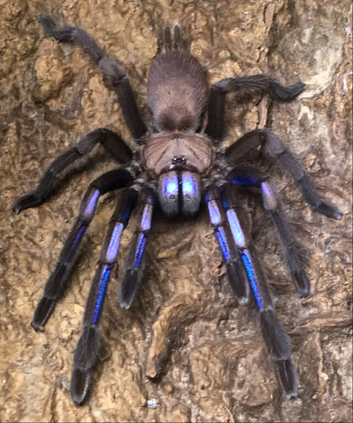 Wow sub/adult female C NATANICHARUM (electric blue)