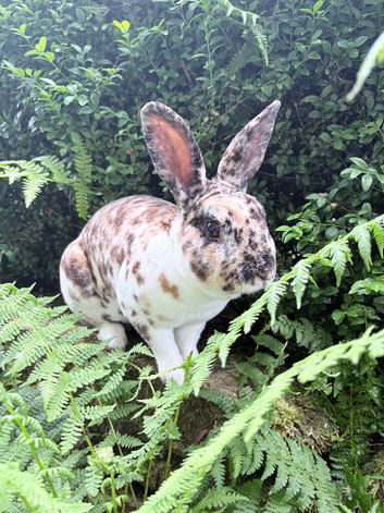 Buck Mini Rex