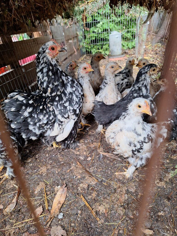 Speckled bantams