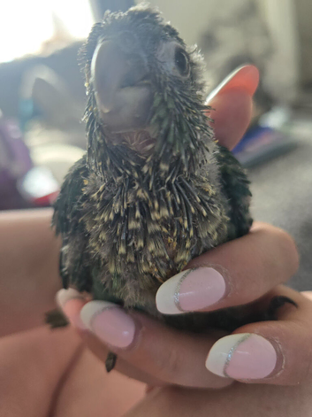 Supper silly tame conure