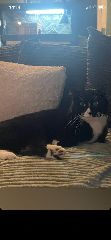 Male cat