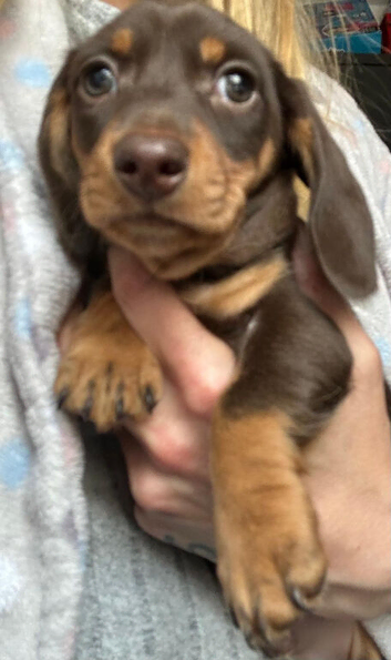 Miniature dachshunds
