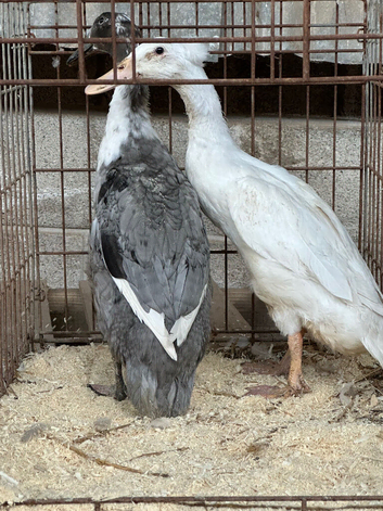 Indian runner ducks