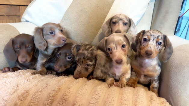 Miniature dachshund