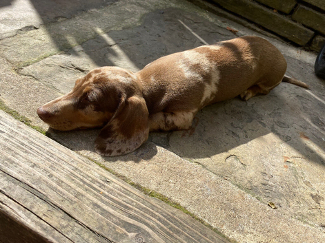 Girl dachshund puppies for sale