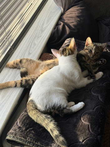 2 tabby kittens