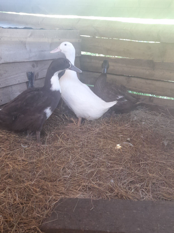 2 female 1 male