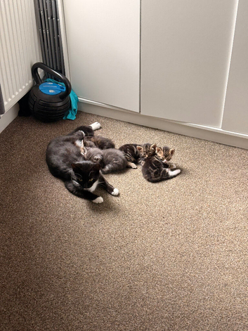 Kittens looking for new homes