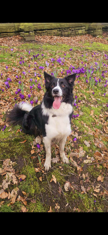 Border collie stud.