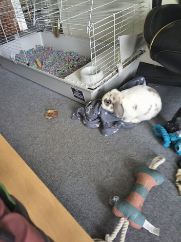 Rabbit 9months with cage
