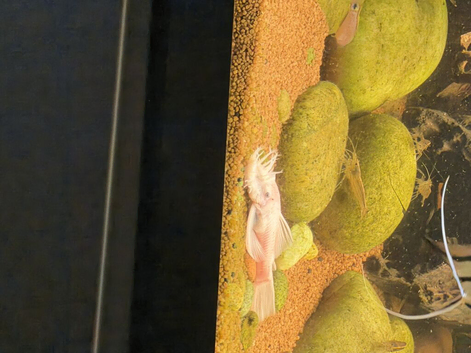 SNOW WHITE BRISTLENOSE