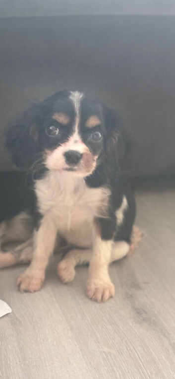 Cavalier King Charles