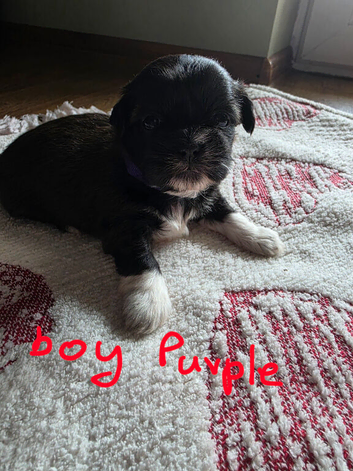 Puppy