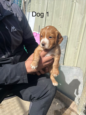 Cocker spaniel puppies