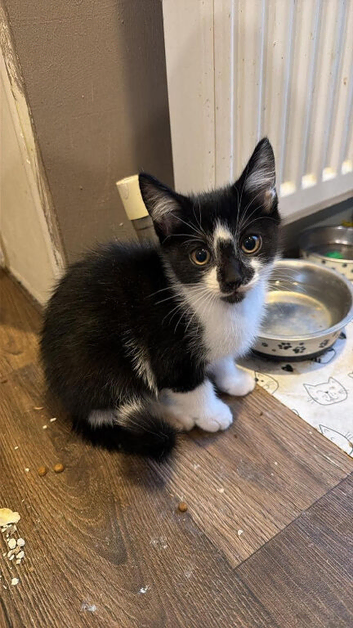 Kittens ready for their forever home