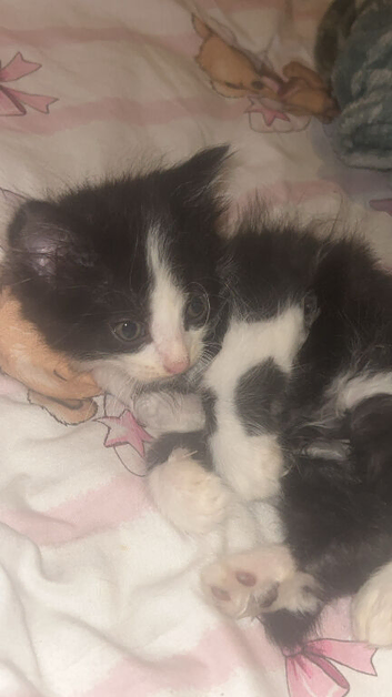 Kitten ready for homes