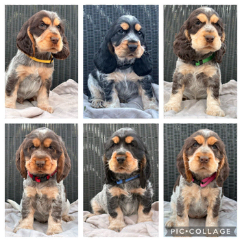 KC registered Show Type Cocker Spaniel Pups DNA tested