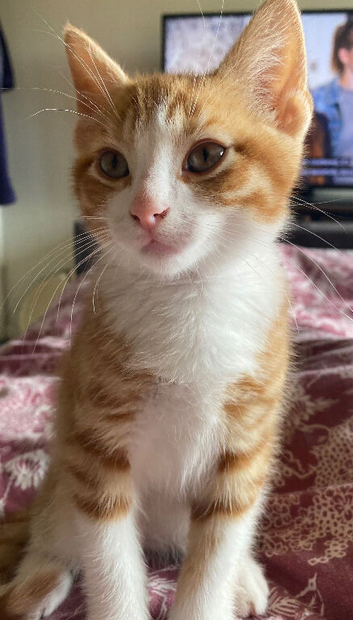 Kittens ready for forever homes