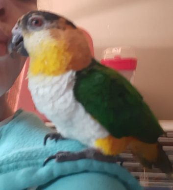 Silly tame caique