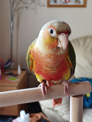 pineapple Conure Parrot
