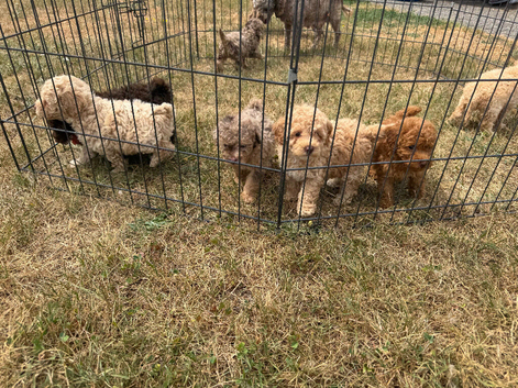 Toy poodle