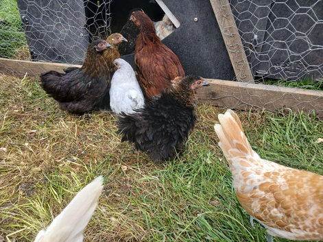Pekin bantams