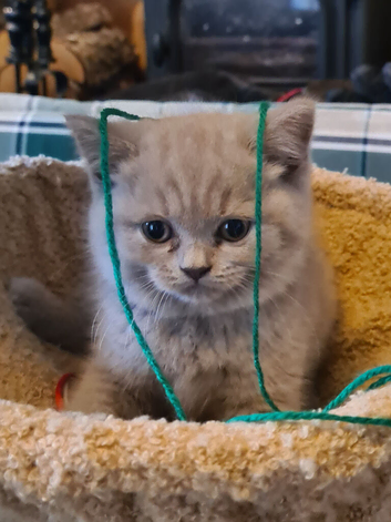 Gorgeous BRITISH SHORTHAIR KITTENS