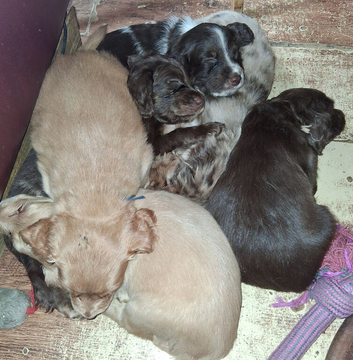 Stunning spaniel puppies