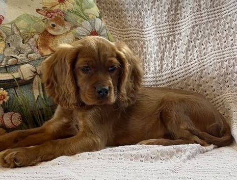 Stunning Cockalier Puppies
