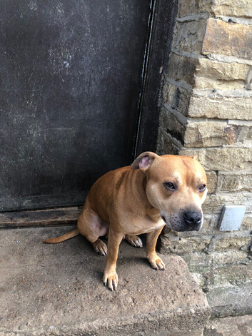 Staffordshire Bull Terier Bradford