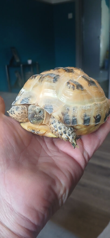 Horse filed tortoise for sale