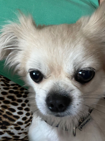 dog for stud