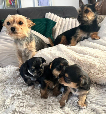 Beautiful Chorkie Puppies