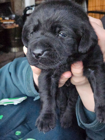 Black labrador puppies