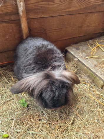 2 Neutered Rabbits