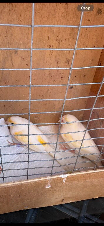2 canary hens