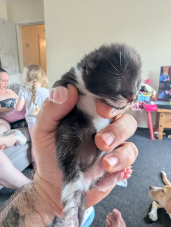 Kittens British shorthair blue x ragdoll
