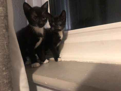 Beautiful black and white tuxedo boys
