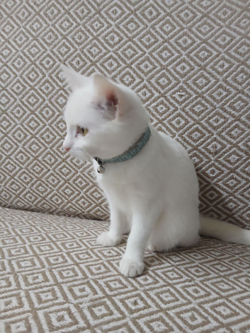 Pure white female kitten