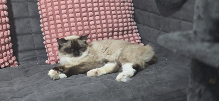 Stunning ragdoll babies