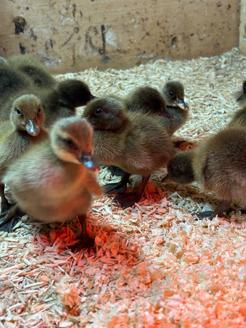 Khaki Campbell Ducklings