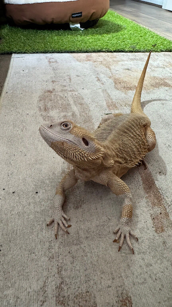 4yo male Zero