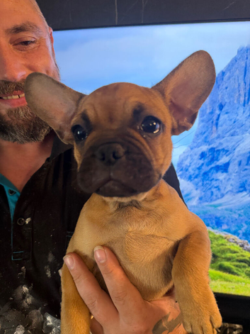 1 French bulldog