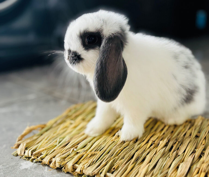 Baby bunnies looking for 5* homes only!