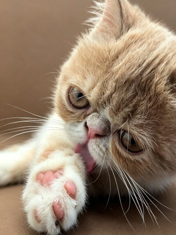 STUNNING EXOTIC SHORTHAIR MALE - FROM CAREFULLY SOURCED IMPORTED EUROPEAN LINES