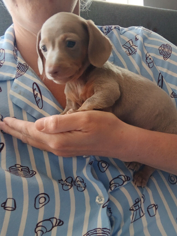 Last boy 8weeks Sunday