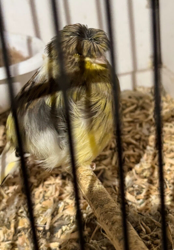 This years birds